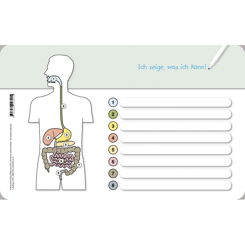 I know my body – The digestive path - without a pen