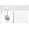 I know my body – The digestive path - without a pen