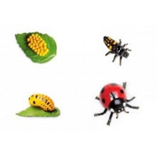 Lebenszyklus Marienkäfer