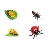 Lebenszyklus Marienkäfer - Set Lebenszyklus Marienkäfer - Set