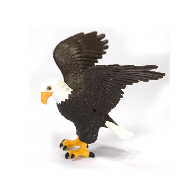 Orol plešatý Orol plešatý