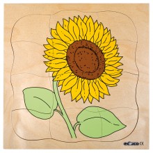 Growth puzzle - sunflower