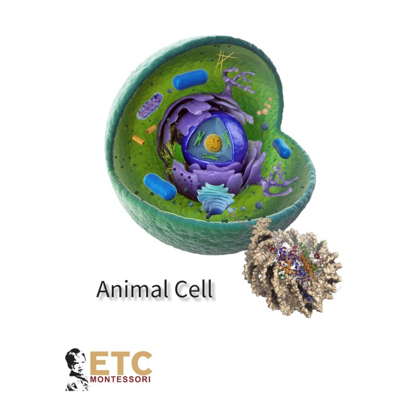 Animal Cell (2016 Release)
