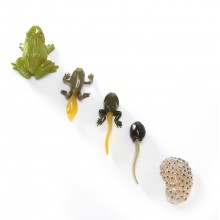 Life cycle frog ACTION