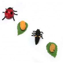 Ladybird life cycle ACTION
