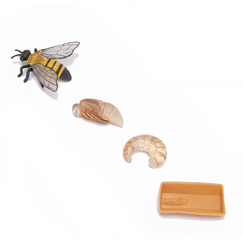 Life cycle honey bee ACTION