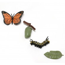 Životný cyklus motýľ  - AKCIA