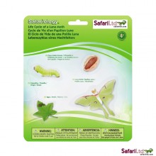 Life cycle moth (moth)