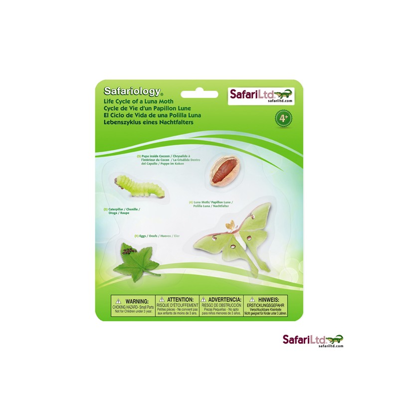 Life cycle moth (moth)