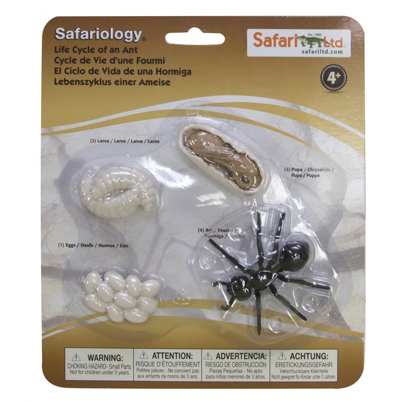 Ant. Životného cyklu Ant. Životného cyklu