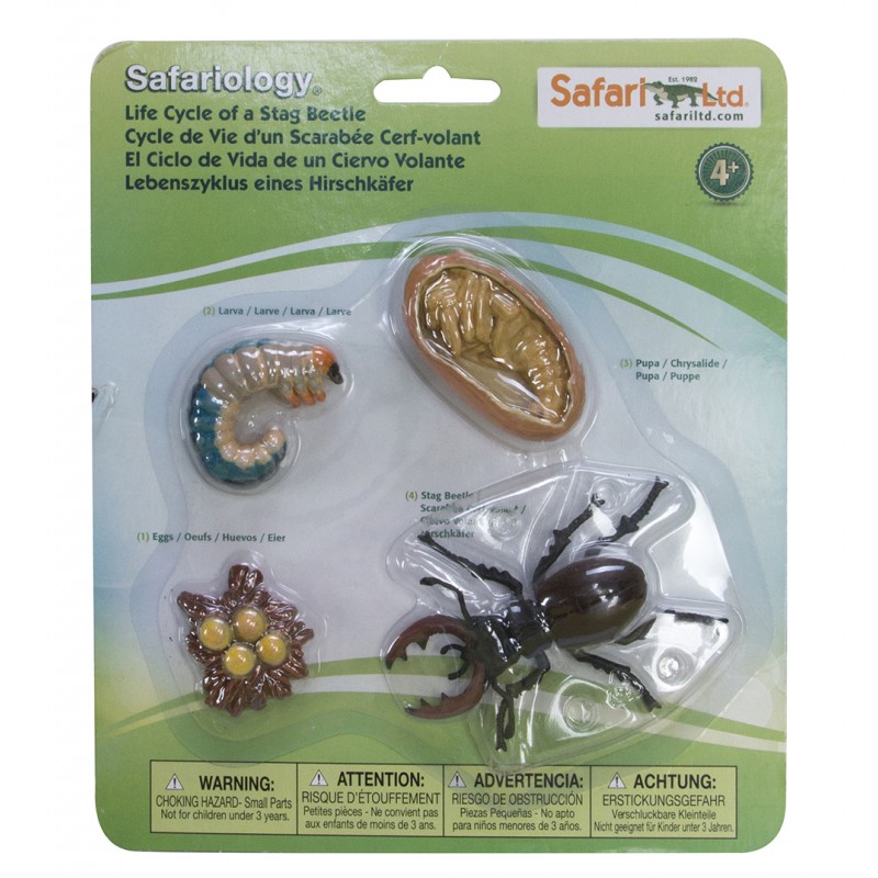 Stag beetle life cycle Stag beetle life cycle