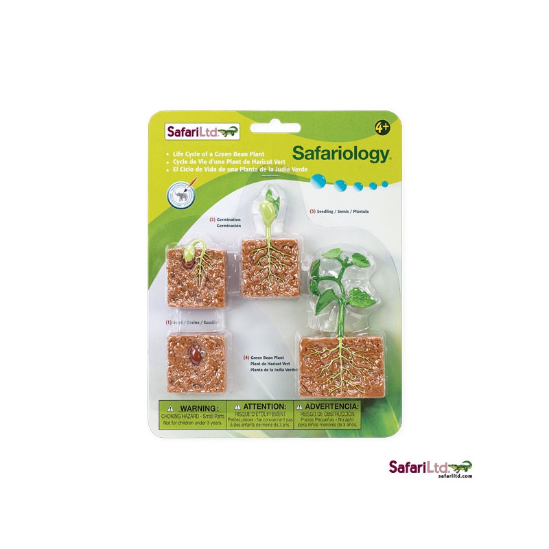 Lebenszyklus Bohne Lebenszyklus Bohne