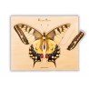 Holz-Puzzle - realistisch Schmetterling Holz-Puzzle - realistisch Schmetterling
