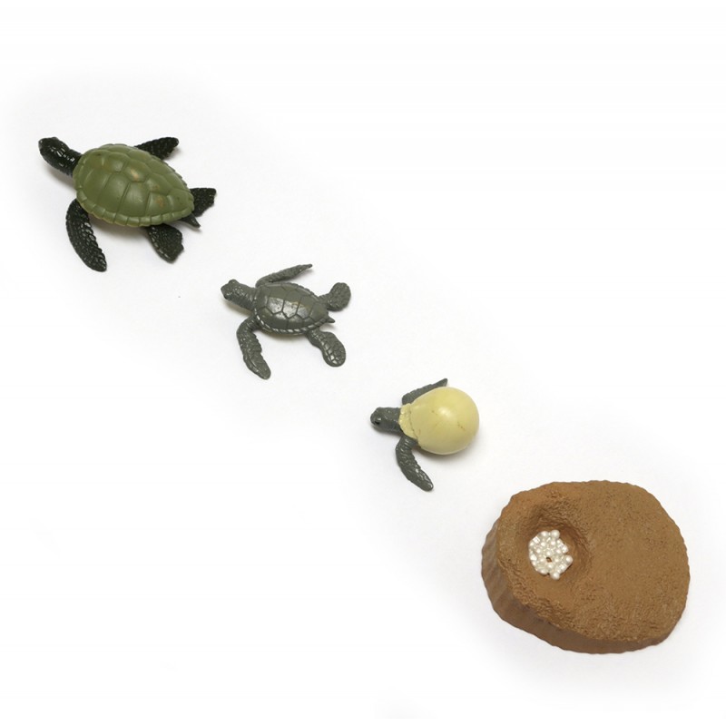 Life cycle of the sea turtle Life cycle of the sea turtle