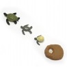 Life cycle of the sea turtle Life cycle of the sea turtle
