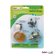 Lebenszyklus Meeresschildkröte