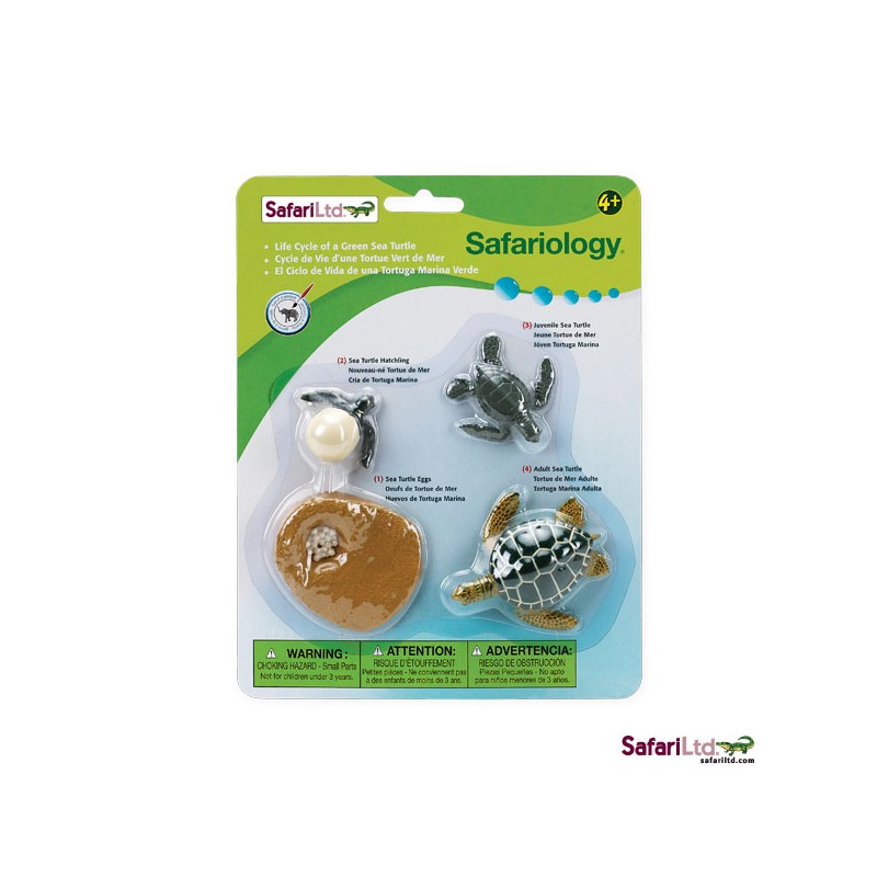 Lebenszyklus Meeresschildkröte Lebenszyklus Meeresschildkröte