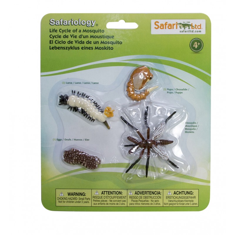 Life cycle mosquito Life cycle mosquito