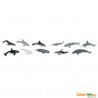 Whales and dolphins