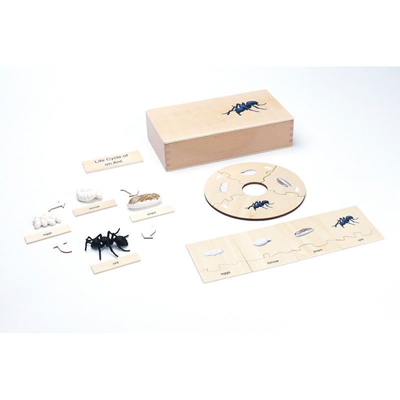 Life Cycle - Ant - working material - english Life Cycle - Ant - working material - english