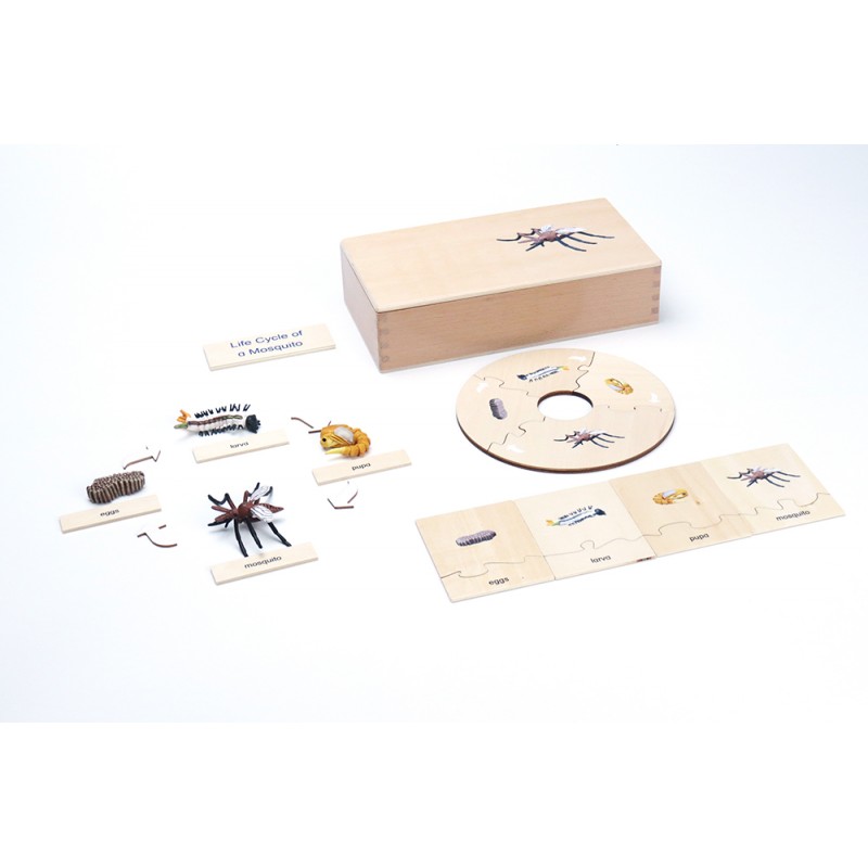 Life Cycle - Mosquito - working material - english Life Cycle - Mosquito - working material - english