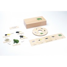 Life Cycle - Frog - working material - english