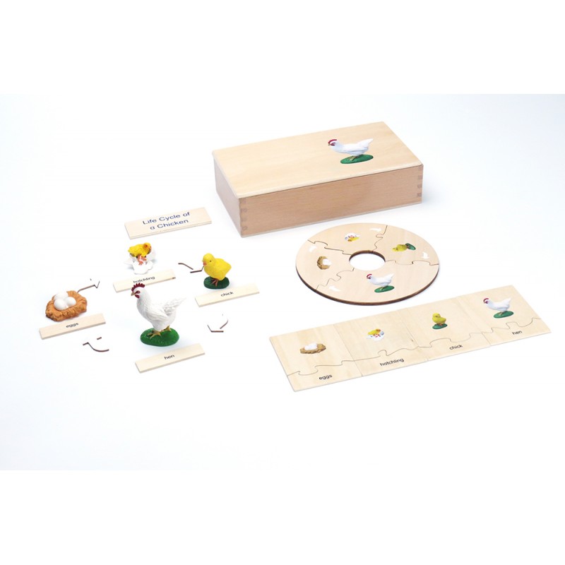 Lebenszyklus - Huhn - Arbeitsmaterial - Englisch Lebenszyklus - Huhn - Arbeitsmaterial - Englisch