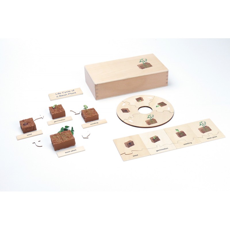 Life Cycle - Bean Plant - working material - english Life Cycle - Bean Plant - working material - english