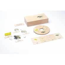 Life Cycle - Honey Bee - working material - english
