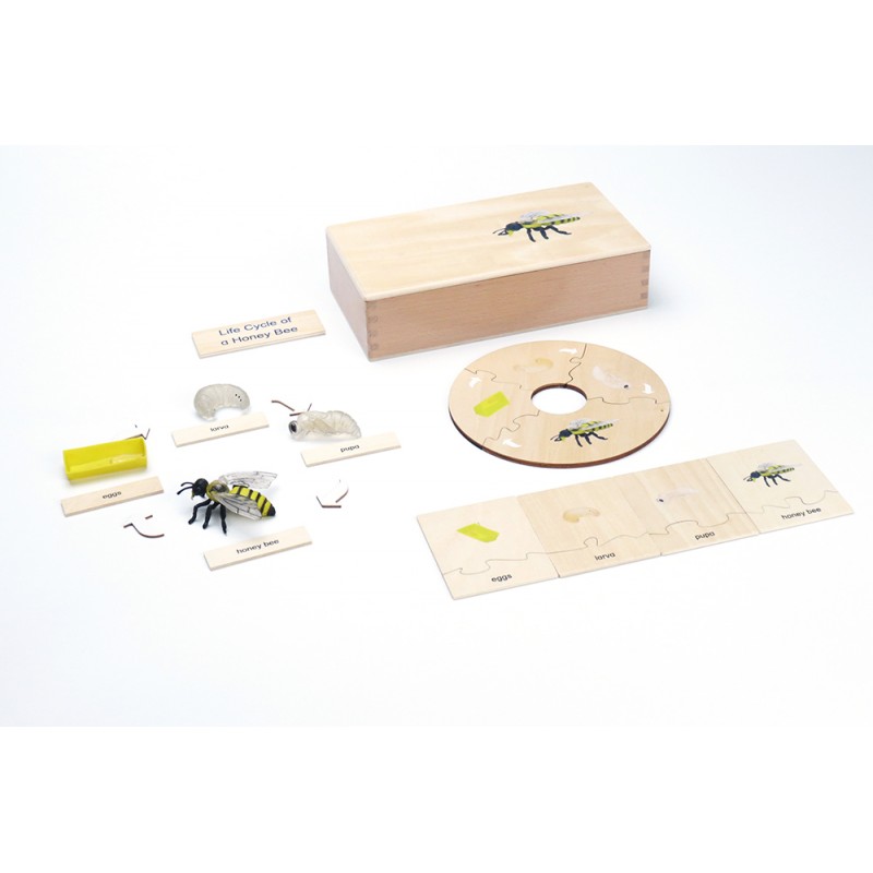 Life Cycle - Honey Bee - working material - english Life Cycle - Honey Bee - working material - english