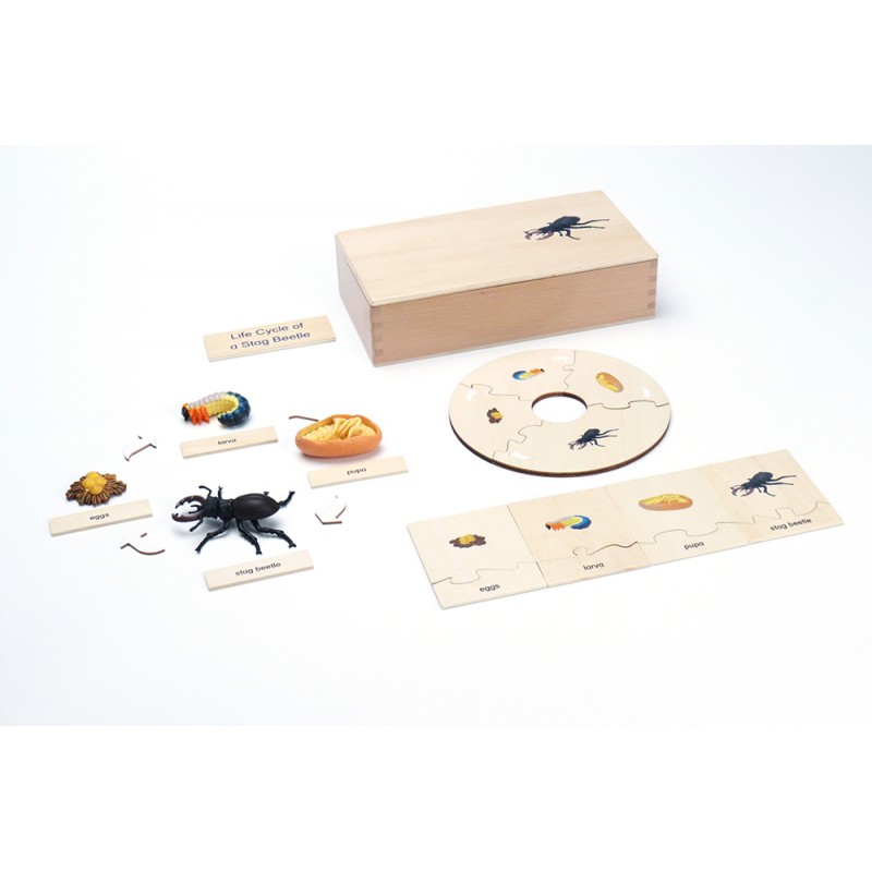 Life Cycle - Stag Beetle - working material - english Life Cycle - Stag Beetle - working material - english