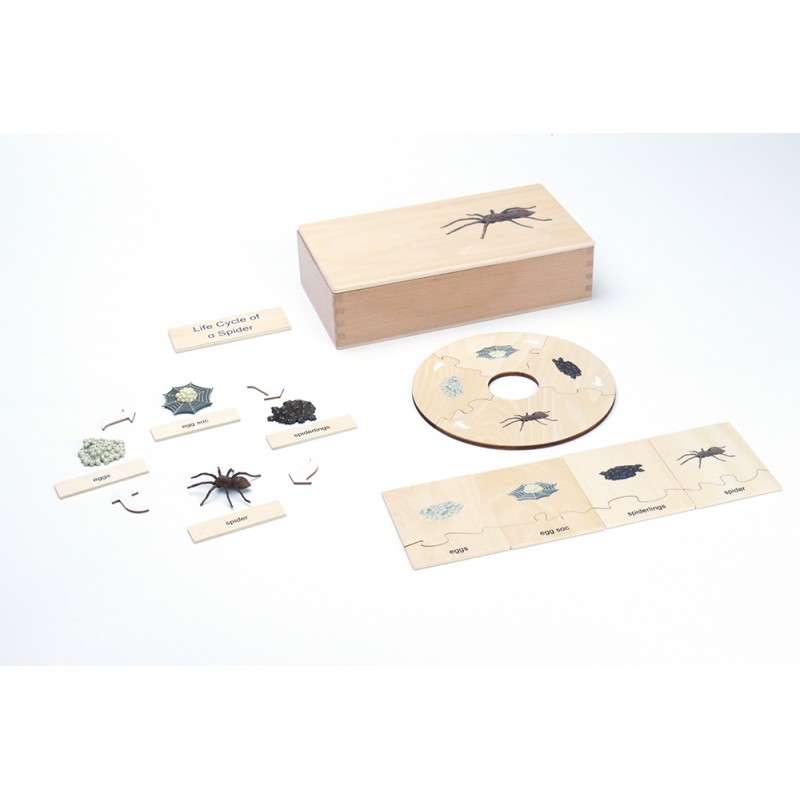 Life Cycle - Spider - working material - english