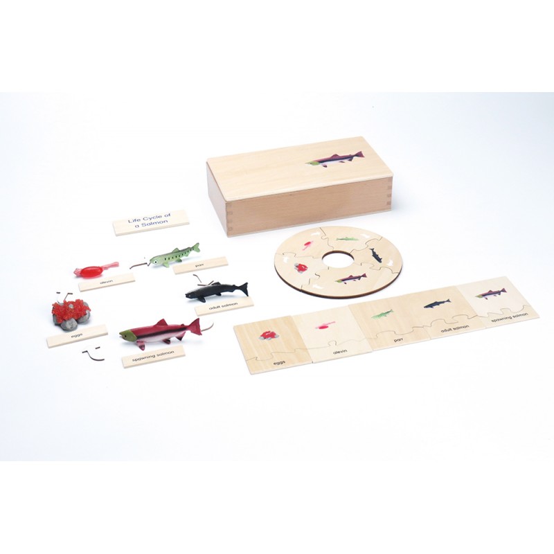 Life Cycle - Salmon - working material - english