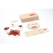 Life Cycle - Octopus - working material - english