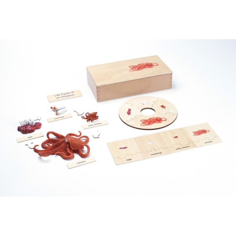 Life Cycle - Octopus - working material - english Life Cycle - Octopus - working material - english