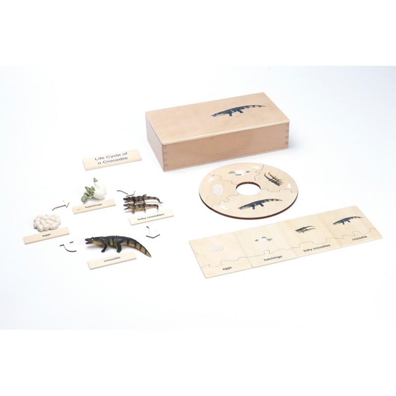 Life Cycle - Crocodile - working material - english