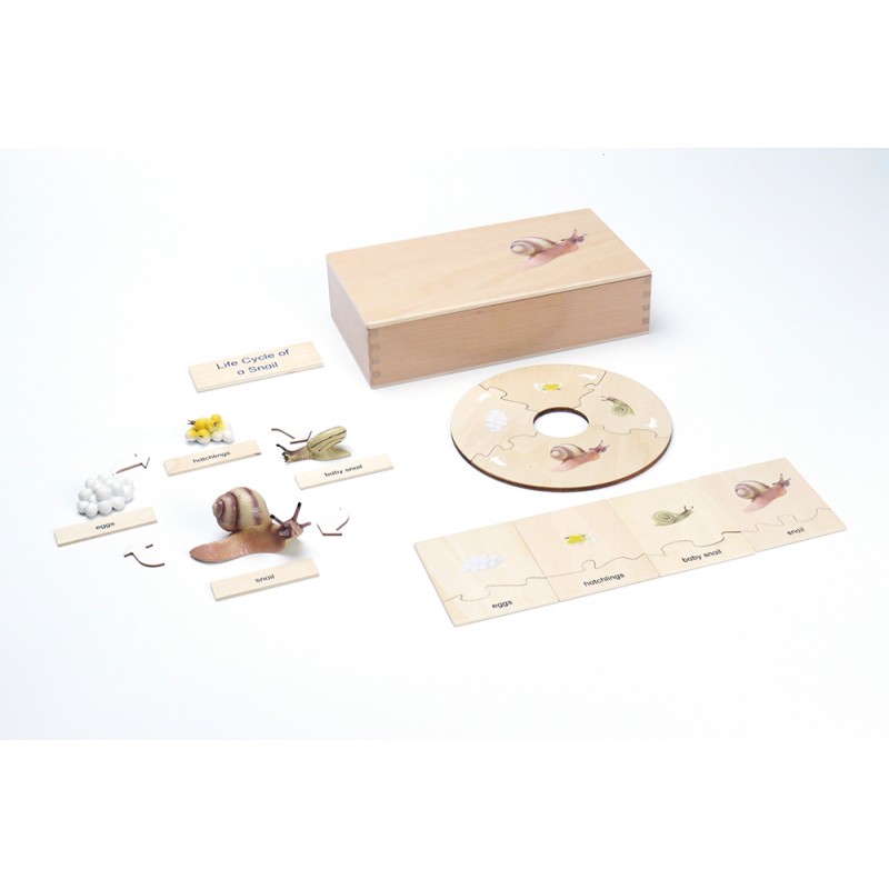 Life Cycle - Snail - working material - english