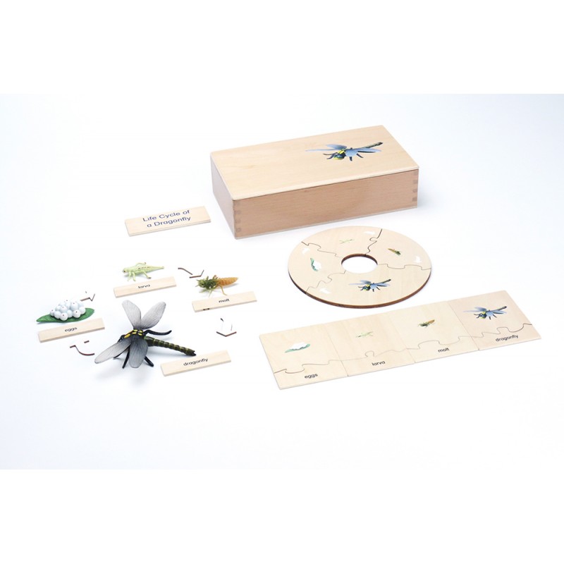 Life Cycle - Dragonfly - working material - english