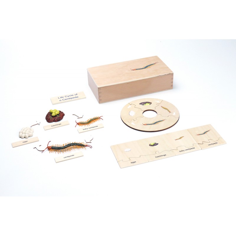Life Cycle - Centipede - working material - english