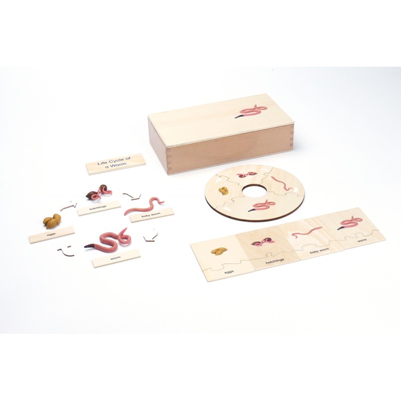 Life Cycle - Worm - working material - english Life Cycle - Worm - working material - english