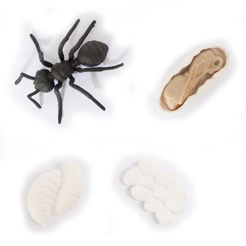 The lifecycle of ants