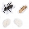 The lifecycle of ants
