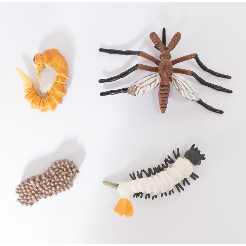 The lifecycle of mosquitoes