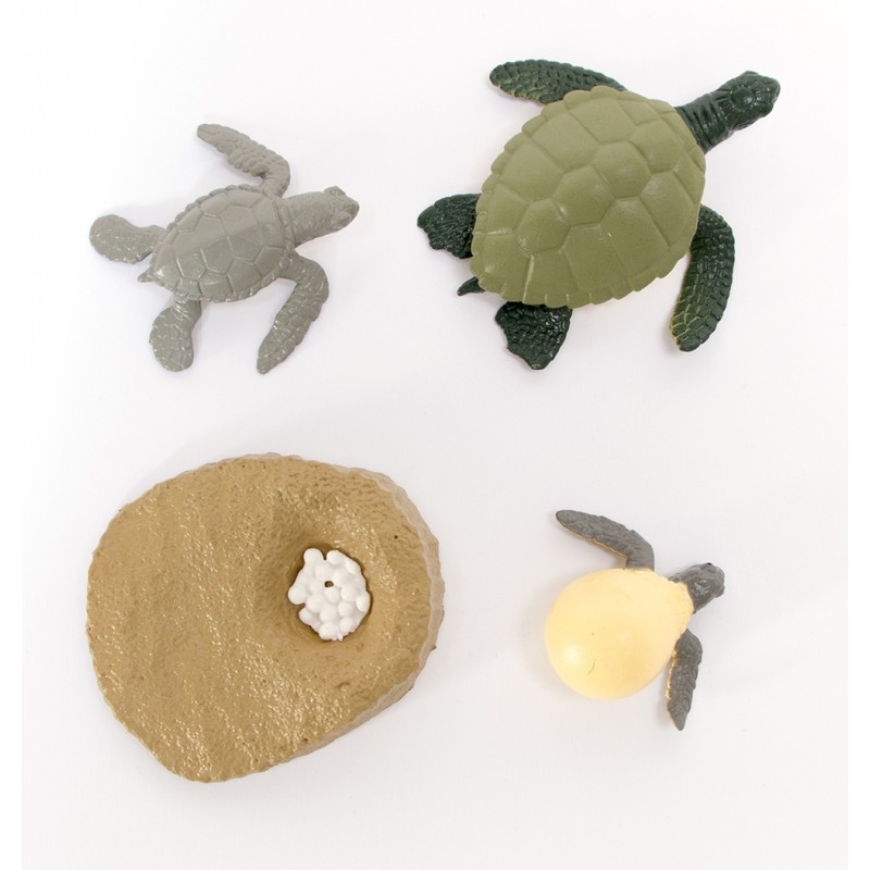 The lifecycle of turtles