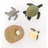 The lifecycle of turtles