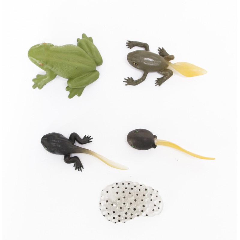 The lifecycle of frogs The lifecycle of frogs