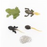 The lifecycle of frogs The lifecycle of frogs