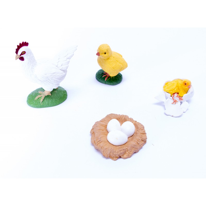 The lifecycle of chicken