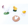 The lifecycle of chicken