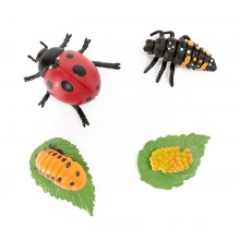 The lifecycle of ladybirds